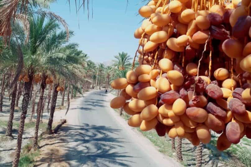 تصویر 2 از خرما کبکاب دشتستان پانی با طعم شیرین دلپذیر